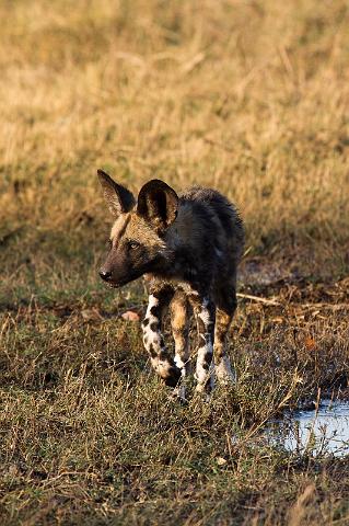 209 Linyanti, wilde honden.jpg